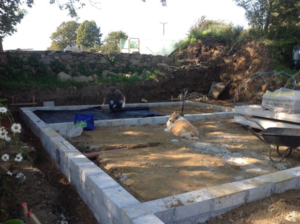 Dave dog supervising