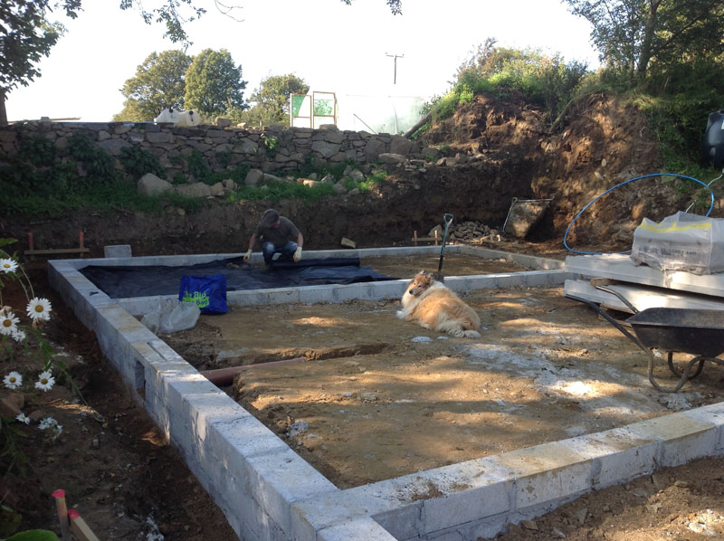 Dave dog supervising